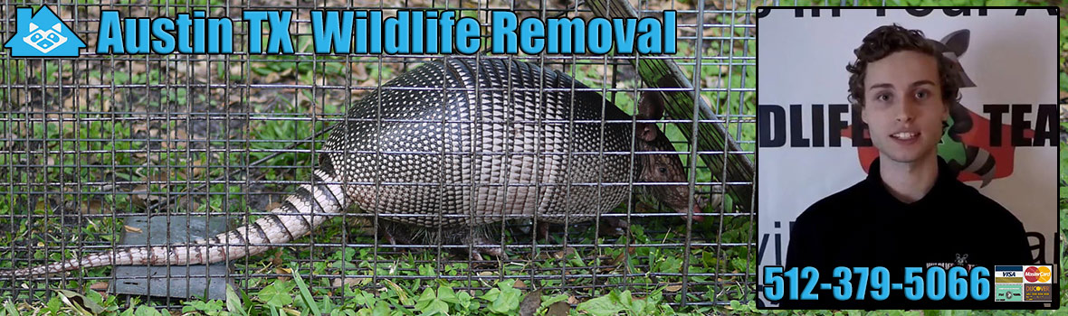 Austin Wildlife and Animal Removal